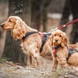 Kép 5/10 - IDC® LONGWALK kutyahám - JULIUS-K9®