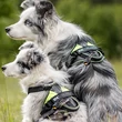 Kép 9/10 - IDC® LONGWALK kutyahám - JULIUS-K9®