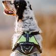 IDC® LONGWALK kutyahám - JULIUS-K9®