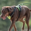 Kép 6/10 - IDC® LONGWALK kutyahám - JULIUS-K9®