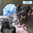 Kép 3/3 - Samponozó „Beauty Wellness” pamacs, kutya fürdetéshez